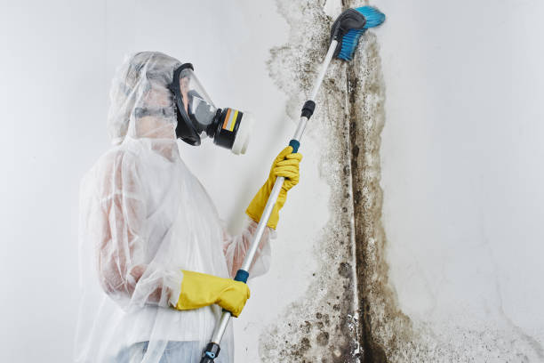Best Professional Mold Removal  in Fenton, MI