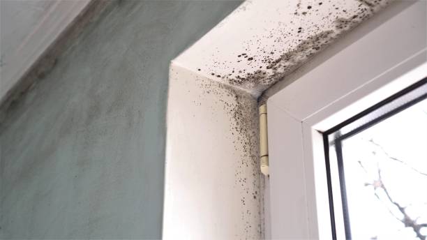 Best Mold Testing  in Fenton, MI