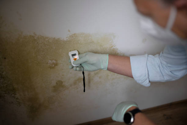 Best Mold Testing  in Fenton, MI