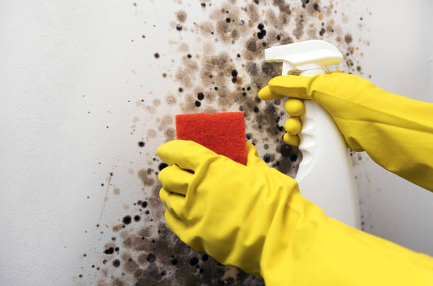 Best Emergency Mold Removal  in Fenton, MI