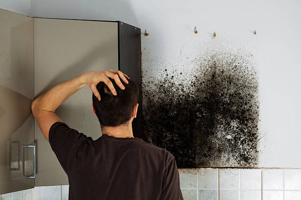 Best Mold Inspection  in Fenton, MI