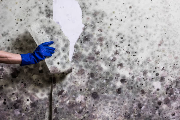 Trusted Fenton, MI Mold Removal Experts