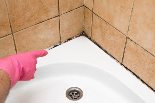 Best Professional Mold Removal  in Fenton, MI